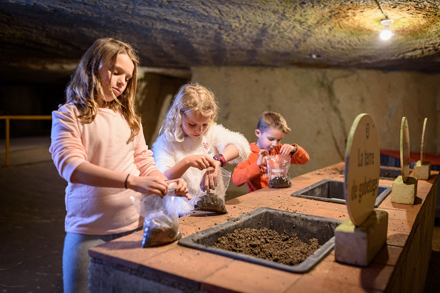 Guía de hongos en el museo de hongos de Saumur