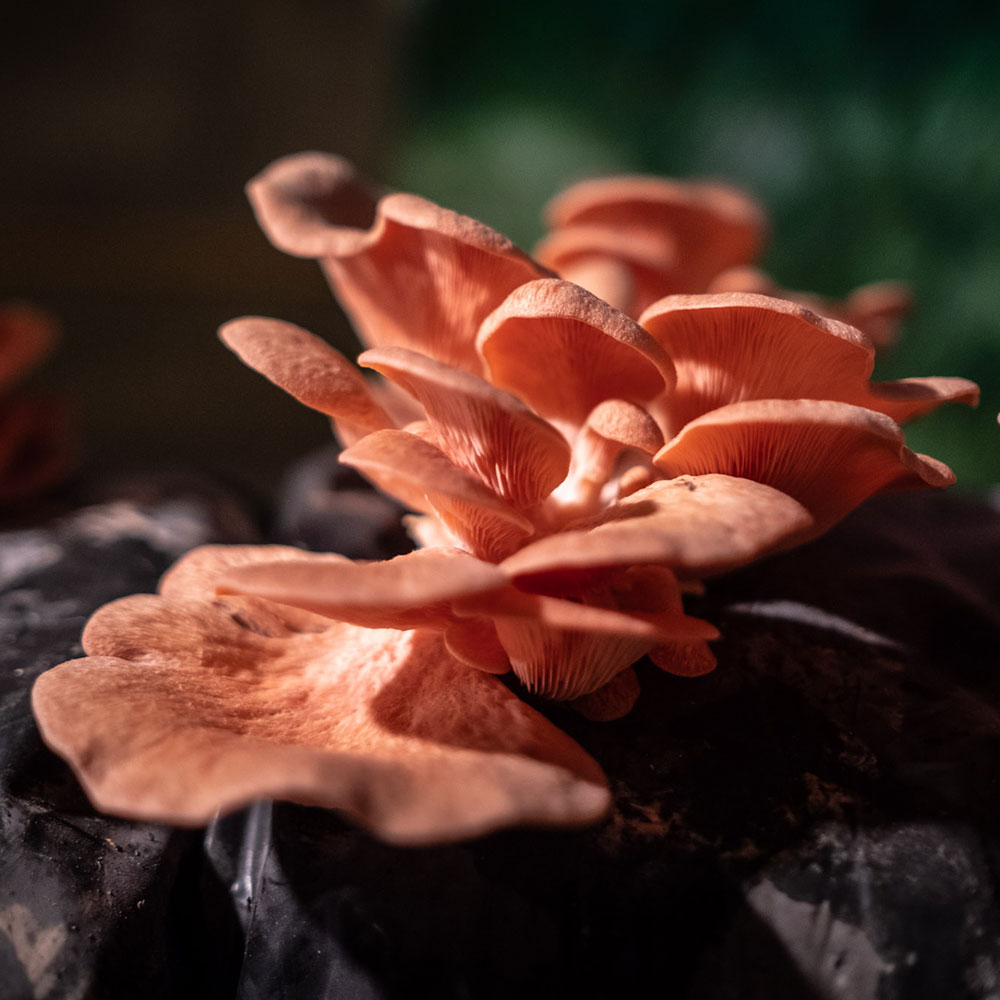 Oyster mushroom