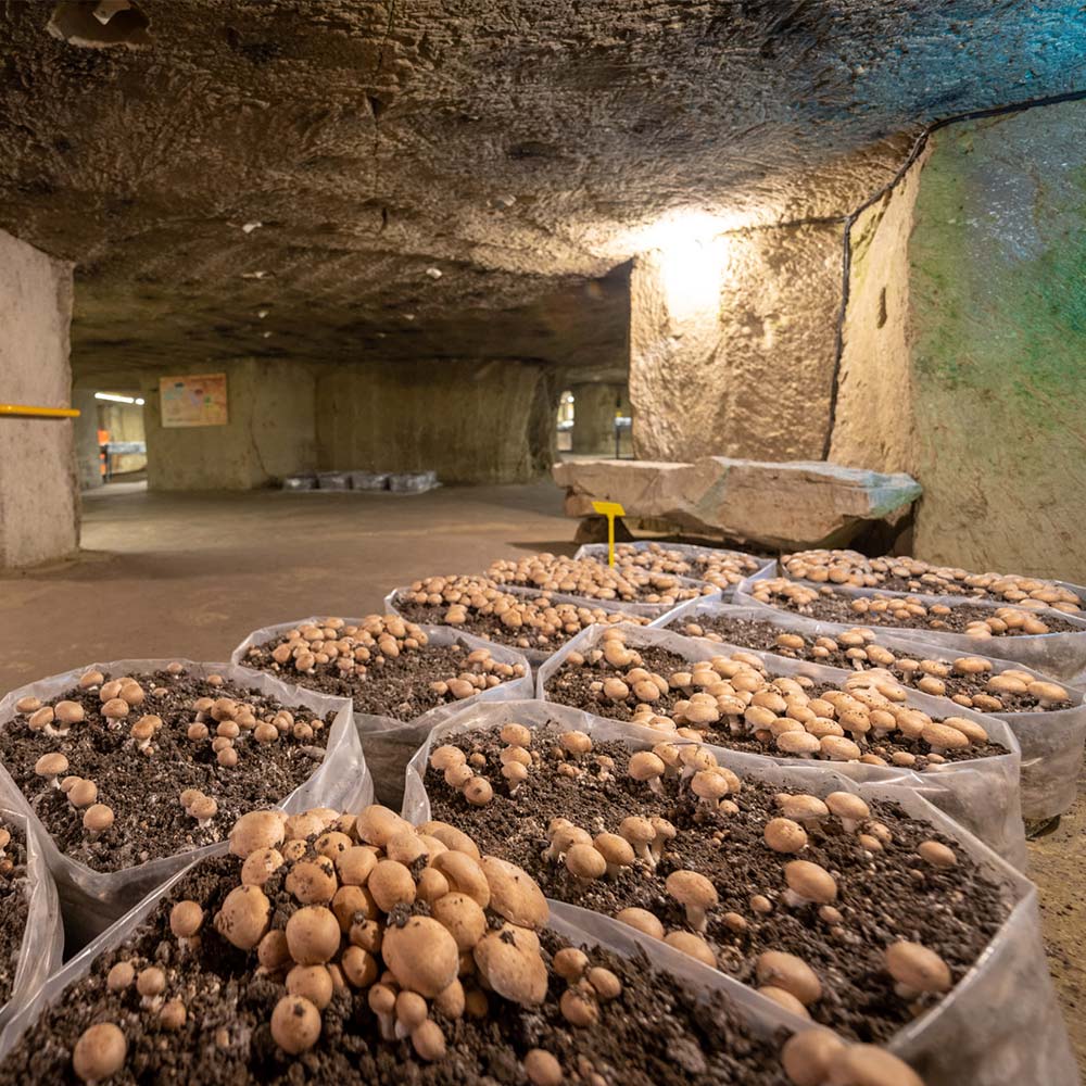 Salle des sacs