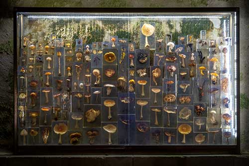 Museum des champignons sauvages
