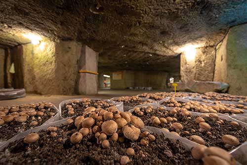 Educational mushroom house