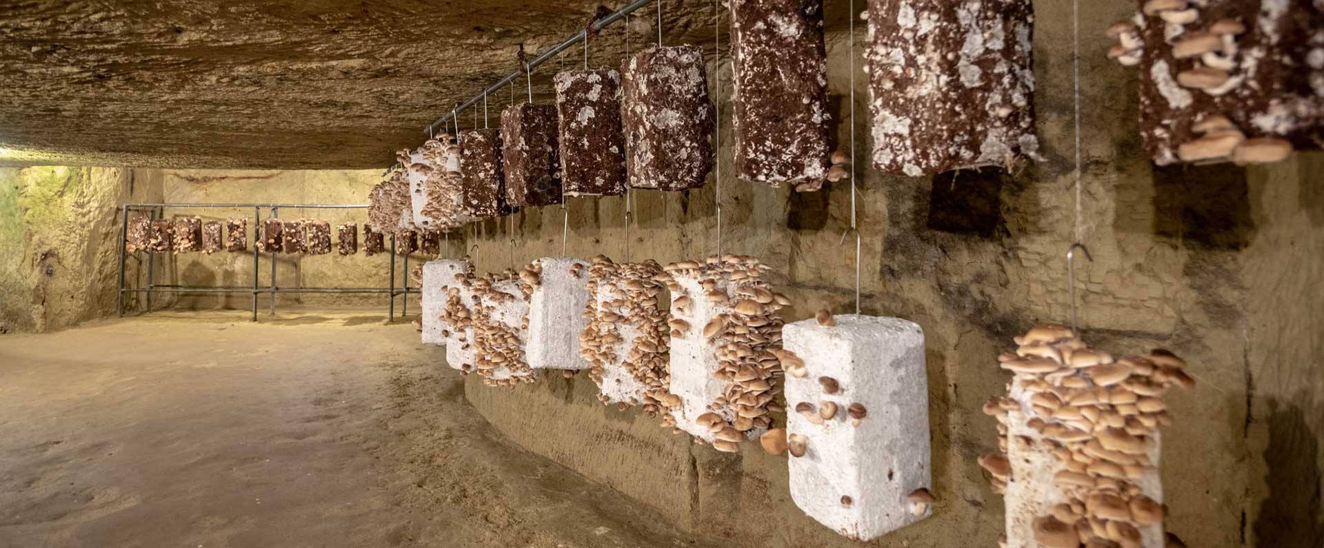 Musee Du Champignon A Saumur Dans Le Val De Loire