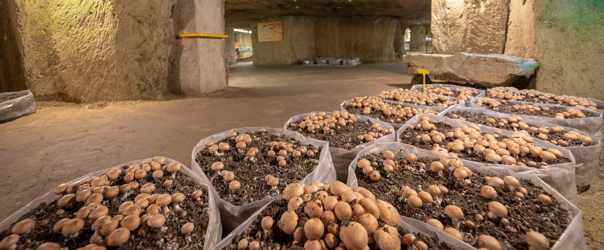 Musee Du Champignon Cave Galleries