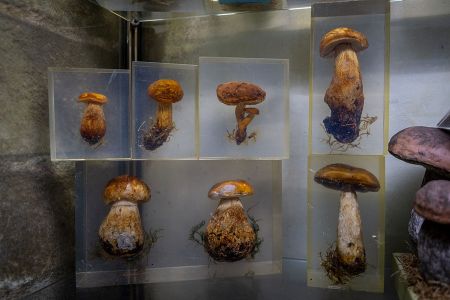 scoperta-di-funghi-selvatici