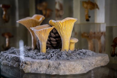 besuchen-the-museum-of-Pilz